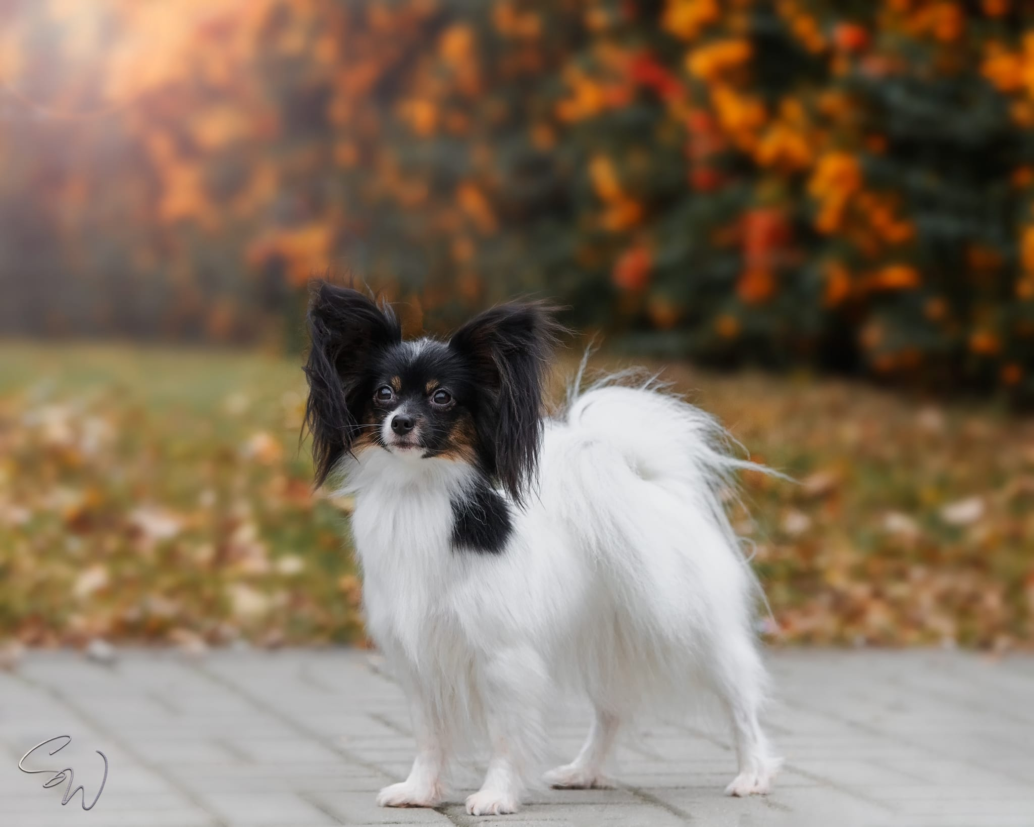 Pies rasy Papillon o imieniu Candy